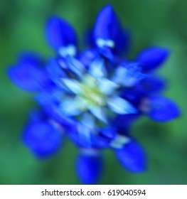 Abstract Bluebonnet