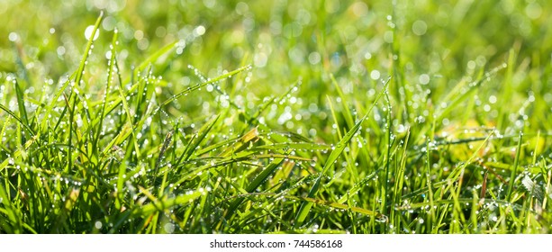 abstract  blur background. panorama green grass with dew drops in sunlight on a  meadow. grass in sunshine on lawn panoramic view.