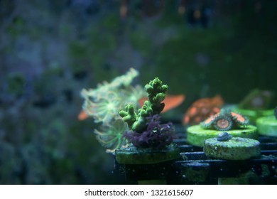 Abstract Blur Coral Frags Inside Dirty Fish Tank