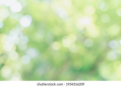 abstract blur green color for background,blurred and defocused effect spring concept for design,nature view of blurred greenery background in garden using as background natural,fresh wallpaper concept