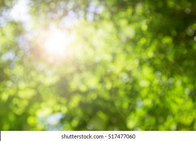 Abstract blur green foliage and tree in jungle with sun light spring summer. Farming concept on plant forest and environment day of farmer organic building sunshine on leaf herb lush soft in ecology. - Shutterstock ID 517477060