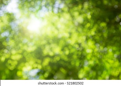 Abstract blur green foliage and tree in jungle with sun light spring summer. Farming concept on plant forest and environment day of farmer organic building sunshine on leaf herb lush soft in ecology. - Shutterstock ID 521802502