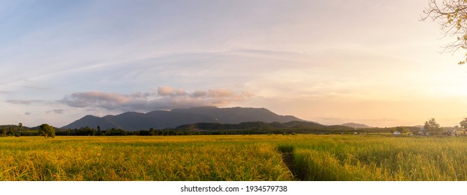 Abstract blur morning nature sky rice wheat field texture background concept for calm faith horizon landscape, calm sunset blurry light, sunshine on clean color sunset sky, relax Autumn weather. - Powered by Shutterstock