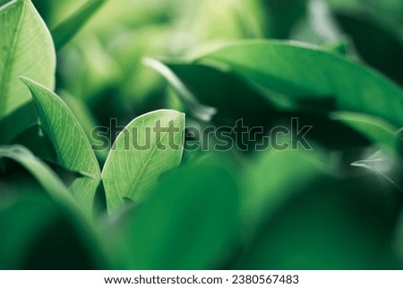 Abstract blur nature view of dark green leaf on greenery background with copy space using as background and ecology concept
