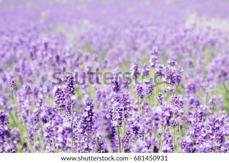 Similar – Image, Stock Photo Purple Lavender Field In Summer