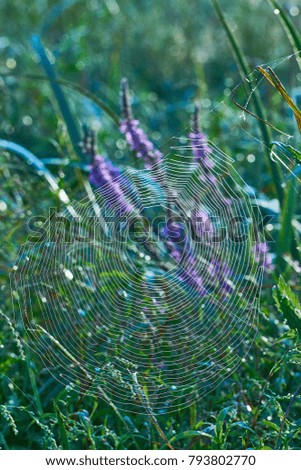 Similar – #A# Lavender sun