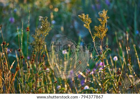 Similar – Close-up of a summer meadow against the light at sunset