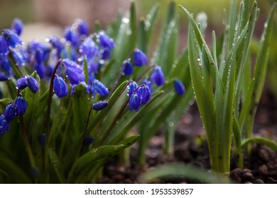 Abstract blurred background - blue flowers scaffolds (Scilla monanthos or Scylla caucasica)in dew drops rain drops. Beautiful bokeh, reflections in drops. Spring concept