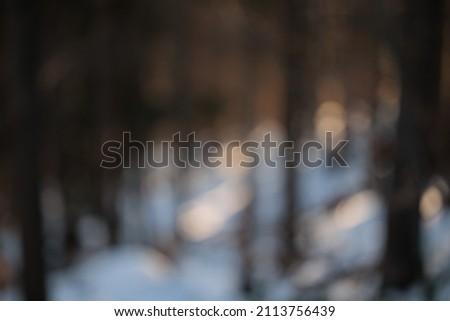 abstract and blurred background of a coniferous forest in the dark in backlight at sundown during winter season, with the ground completely covered in white snow