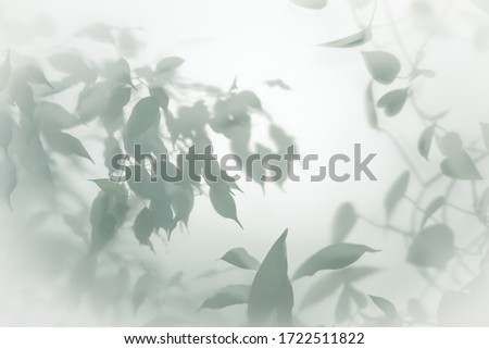 Abstract blurred background with copy place. Dark shadows from tropical leaves on a white wall. Silhouettes of tropical plants shines through white glass. Toned