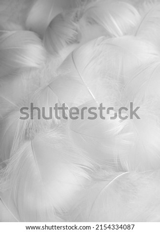 Abstract blurred background of feathers. White fluffy bird feathers. Beautiful fog. The texture of delicate feathers