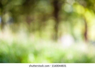 Abstract Blurred Background Of Nature