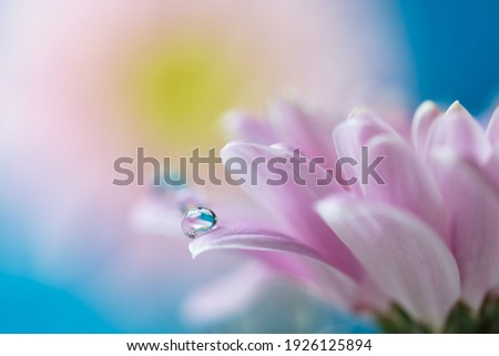 Abstract blurred background with soft pink pastel and delicate  gerbera flower petals with water drops refraction macro, selective focus and blurs, spring freshness joy and hope concept