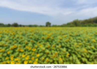 Abstract blurred background : Sunflower field. - Shutterstock ID 287533886