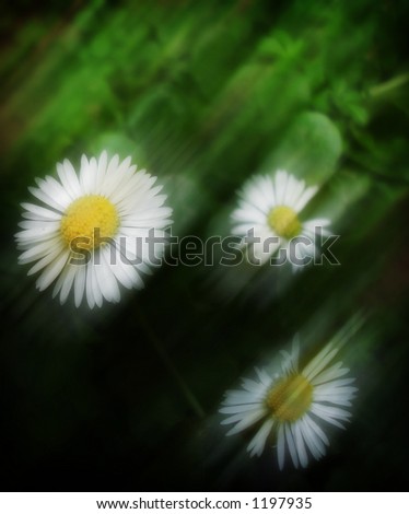 Similar – daisies Colour photo