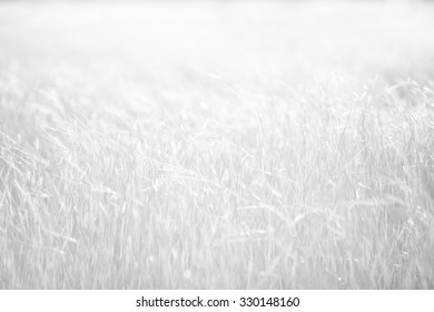 Abstract blurred grass for background