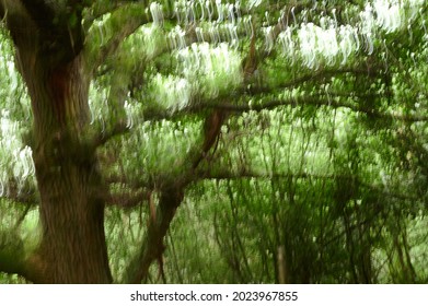 Abstract Blurred Image Of Trees And Leaves In A Forest - Feeling Of Confused, Drugged, Unbalanced