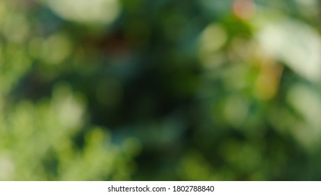 Abstract blurred natural background. Green plant leaves, out of focus.