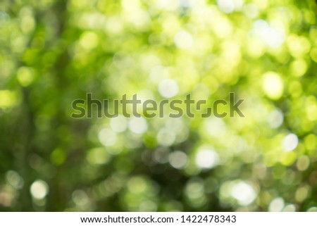 Abstract blurred nature background with bokeh for creative designs. Green leaves bokeh out of focus background from nature forest. Green Nature spring and natural light in blur style with copy space.