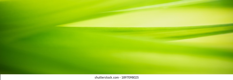 Abstract blurred out of focus and blurred green leaf nature background under sunlight with bokeh and copy space using as background natural plants landscape, ecology cover page concept.