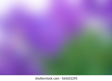 Abstract Blurred Perple And Green Background.