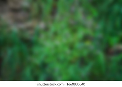 858 Jungle glade Stock Photos, Images & Photography | Shutterstock