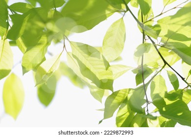 Abstract blurred spring nature background with green tree leaves - Shutterstock ID 2229872993