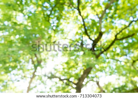 Abstract blurred tree blackground bokeh