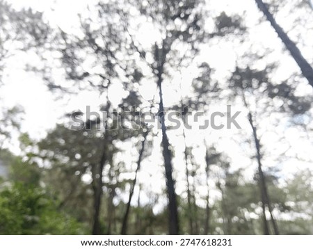 Abstract blurred view of tall pine trees in a forest with sunlight shining through branches. Natural bokeh background creating a soft atmospheric woodland scene.