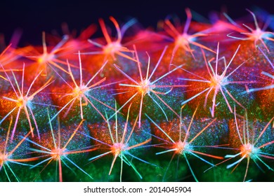 Abstract blurry Colorful light, thorn cactus. Macro defocus colorful thorn.