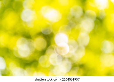 Abstract blurry, low depth of field bokeh light shapes. Vivid, green, white and yellow colored background picture with different shapes and dots in. Perfect for spring and summer related topics.