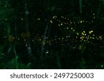 Abstract and bokeh beautiful lights firefly flying in the forest. Fireflies (Lampyridae) flying in the bush at night time in Thailand.Fireflies create a wonderful scenery land.