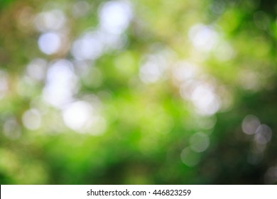 Abstract bokeh and blurred green nature background.