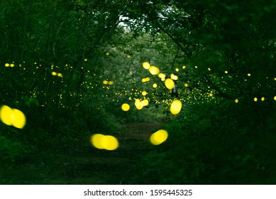 Abstract and bokeh light firefly flying in the forest. Fireflies (Lampyridae) flying in the bush at night time in Thailand.