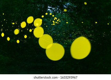 Abstract and bokeh light firefly flying in the forest. Fireflies (Lampyridae) flying in the bush at night time in Thailand.