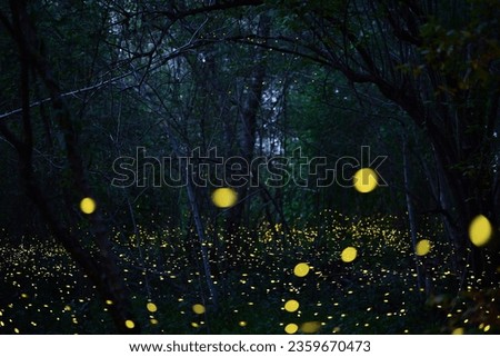 Abstract and bokeh light firefly flying in the forest. Fireflies (Lampyridae) flying in the bush at night time in Thailand.Long exposure photo.