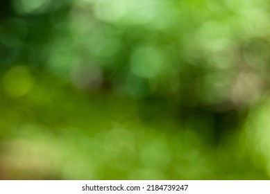 Abstract bokeh natural green background with dappled sunlight. 