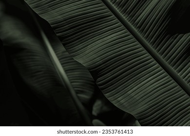 Abstract bold green leaves texture  background, elegant tropical banana leaf details, nature wallpaper, vintage tone, deep shading, foliage, ecology concept, dark moody feel. refined, elegance. leaf