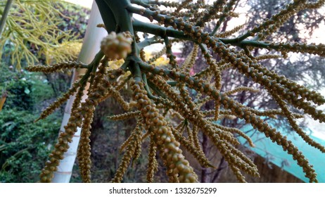 Abstract and branches