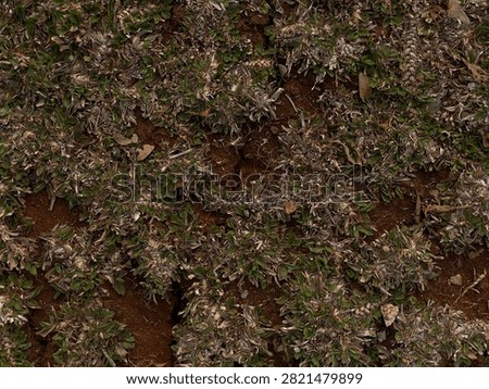 abstract brown background grass texture