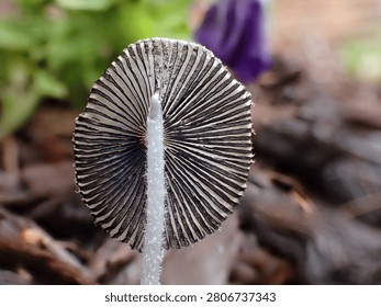 Abstract close up of the delicate underside of a pleated inkcap mushroom cap with a blurred background