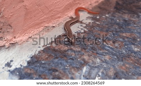 Abstract close up image of a skink lizard crawling, Lizard with a red tail. Snake like body of a lizard with red tail