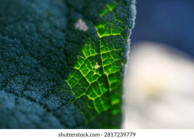 A abstract close up macro image of illuminated leaf veins textured background bokeh image