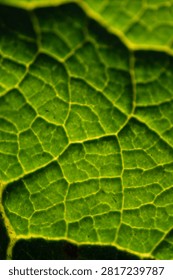 A abstract close up macro image of illuminated leaf veins textured background bokeh image