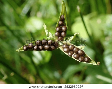 Abstract close up of an open viola or violet seed pod with seeds on a sunny day in May with a blurred green background