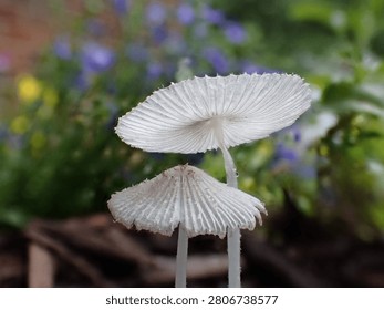 Abstract close up of a pair of delicate pleated inkcap mushrooms caps with a blurred background