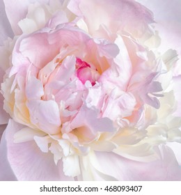 Abstract Close Up Of Pale Pink Peony Flower. Macro Photo With Shallow Depth Of Field. Natural Background.