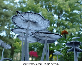 Abstract close up of the underside of a delicate cluster of pleated inkcap mushrooms in the early morning with a blurred background