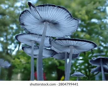 Abstract close up of the underside of a delicate cluster of pleated inkcap mushrooms in the early morning with a blurred background