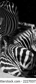 Abstract close-up of the black and white zebra strips
 - Shutterstock ID 2227037343